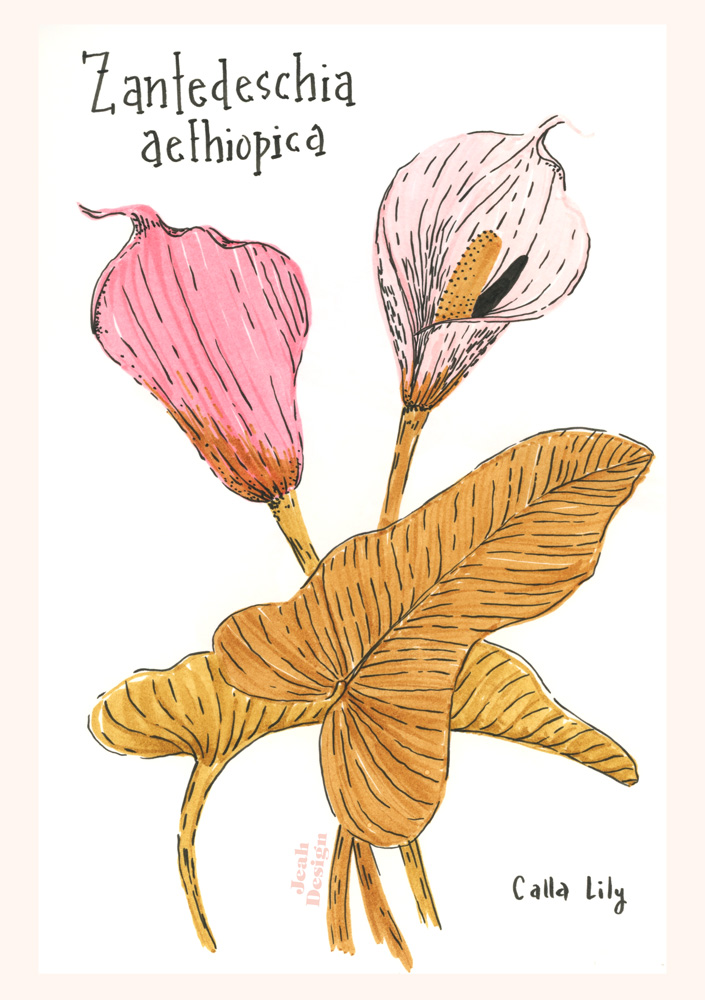 Brush pen illustration of Calla lilies in pinks and ochre.